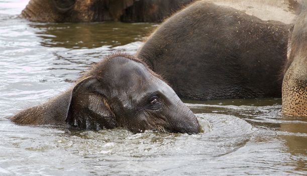 Young funny elephant is swimming in the lake with his parents