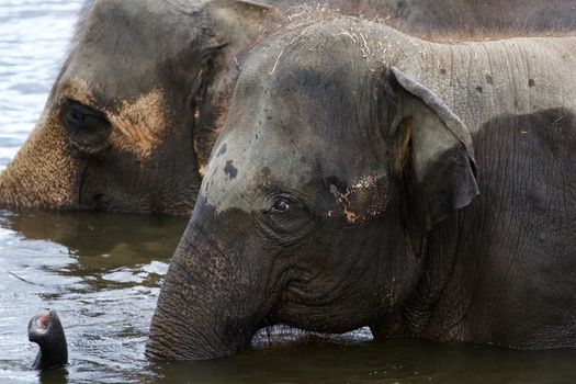 Two strong elephants are swimming in the lake