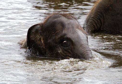 Funny portrait of a swimming young elephant 