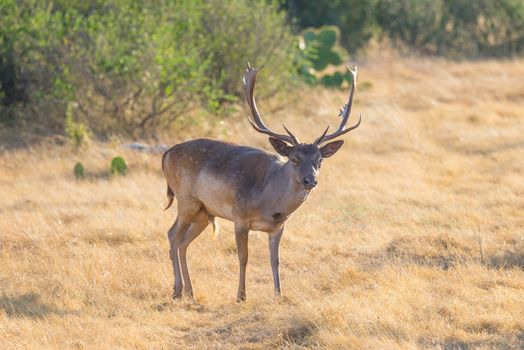 Wild South Texas spotted fallow deer buck