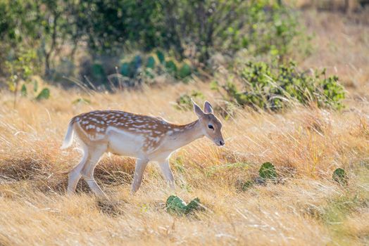 Young wild South Texas spotted fallow deer fawn