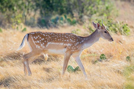 Wild South Texas Spotted fallow deer buck