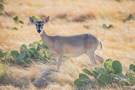 Wild South Texas Whitetail deer doe broadside left