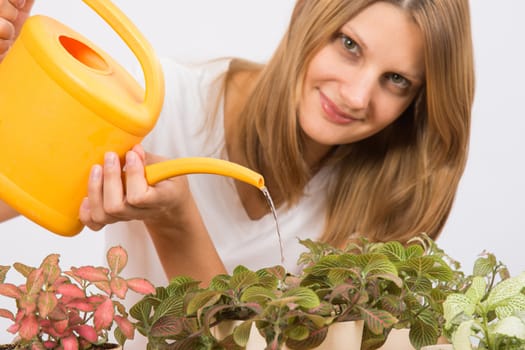 Young girl Europeans care and watering potted plants Fitton