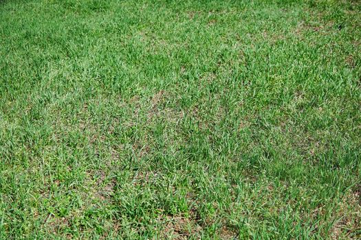 Close-up texture background of the grass on a ground
