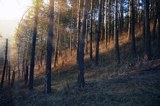Pinewood forest during sunset in Scotland, UK. Europe