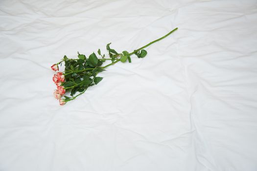 Rose on a bed. View from above. Horizontal photo