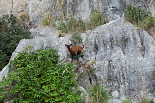 the wild Mallorcan goat in  Sa Calobra bay in Majorca Spain
