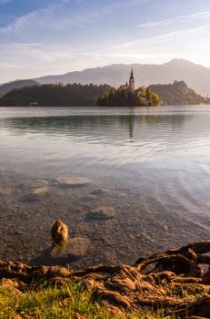 Little Island with Catholic Church in Bled Lake, Slovenia  at Sunrise with Castle, Duck and Roots on the Shore and Mountains in Background