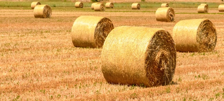 a field with straw bales after harvest as background