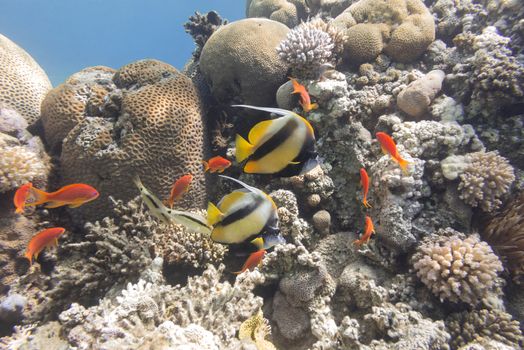 colorful coral reef with hard corals at the bottom of tropical sea on a background of blue water