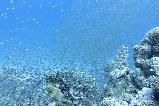 Shoal of glassfishes - Red Sea Sweepers- in tropical sea