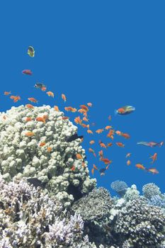 coral reef with exotic fishes Anthias at the bottom of tropical sea on a background of blue water