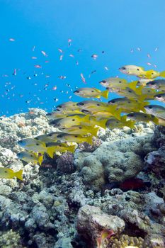 coral reef with shoal of goatfishes at the bottom of tropical sea