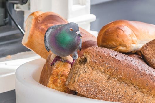 Pigeon on a large bread basket in front of a bakery, eating the bread.