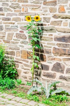 Two beautiful sunflowers against a brick wall.