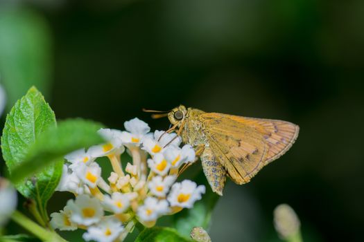 Confucian Dart butterfly, Pantanthus confucius on Lantana flower.