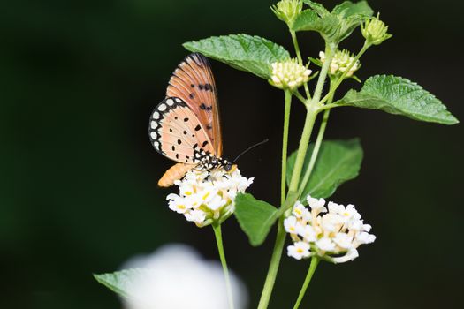 Tawny Coster butterfly, Arcaea viloae on Lantana flower against dark background.