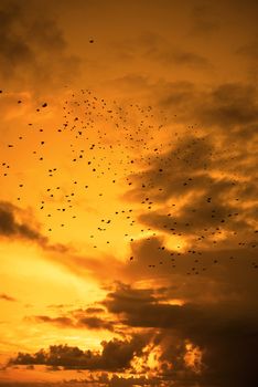 flocks of starlings flying into a yellow sunset sky in the wild atlantic way