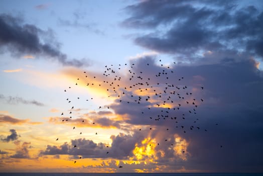 flocks of starlings flying into a yellow sunset sky in the wild atlantic way