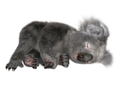 3D digital render of a cute koala sleeping isolated on white background