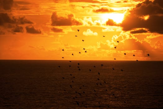 flocks of starlings flying into a bright orange sunset sky in the wild atlantic way