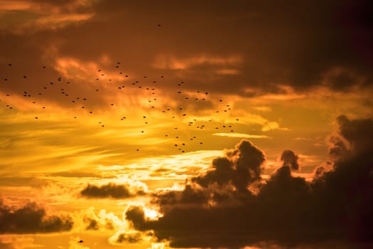 flocks of starlings flying into a bright orange sunset sky in the wild atlantic way