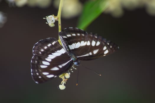 Broad-banded Sailor butterfly, Neptis sankara on Longan flower, Euphoria longana.