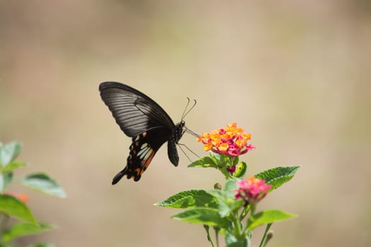 Banded Mormon butterfly, Papilio pitmani on Pink Lantana flower.