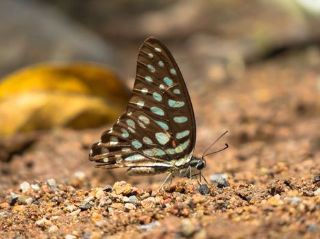 Spotted Jay butterfly, Graphium doson on gravel background,