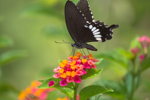 Common Mormon butterfly, Papilio palytes on Lantana flower.