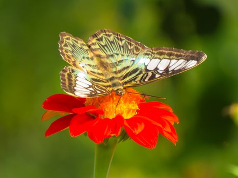 Clipper butterfly, Parthenos sylvia on Zinnia flower with green background.