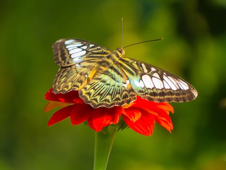 Clipper butterfly, Parthenos sylvia on Zinnia flower with green background.