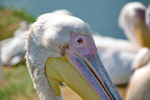 Pink pelican