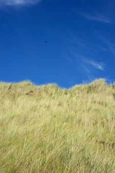 large green sand dunes on the ballybunion golf course in ireland