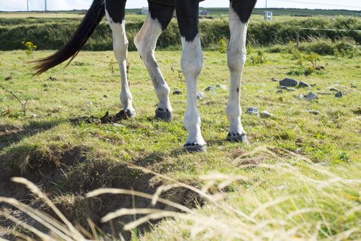 legs of horse in a field with green grasss in county kerry ireland