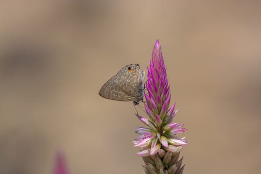 Pointed Ciliate Blue butterfly, Anthene lycaenina on wild flower.