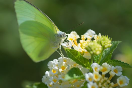 Tree Yellow butterfly, Gandaca harina on Lantana flower.