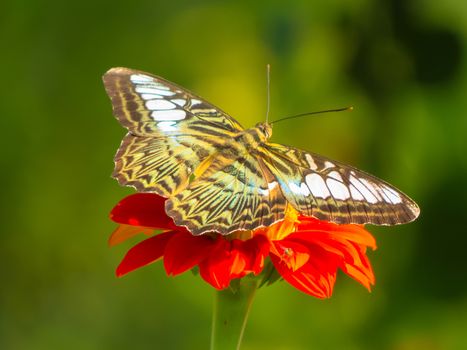 Clipper butterfly, Parthenos sylvia on Zinnia flower with green background.