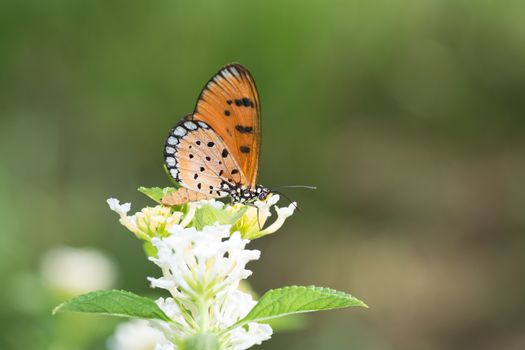 Tawny Coster butterfly, Arcaea viloae on  Yellow Lantana flower.