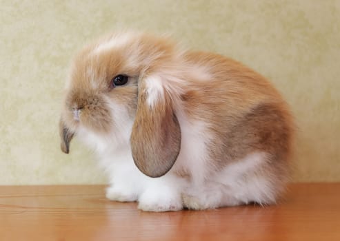 closeup view cute lop eared baby rabbit