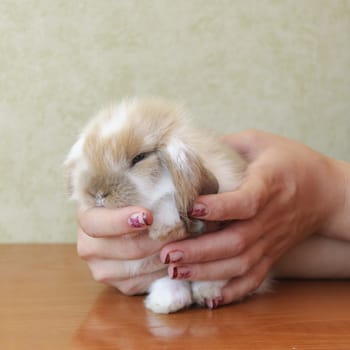 cute lop eared baby rabbit in girls hands