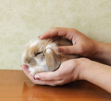 cute lop eared baby rabbit in girls hands