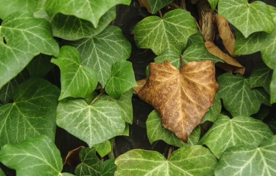 close up of ivy plant with dry and green leaves