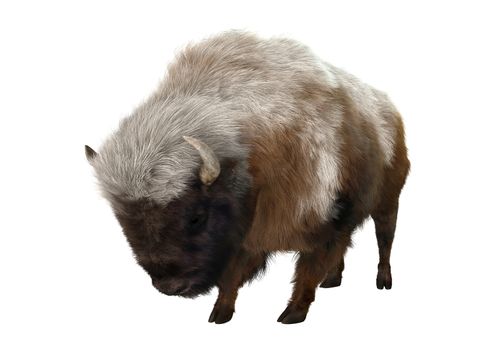 3D digital render of an Ameican bison isolated on white background