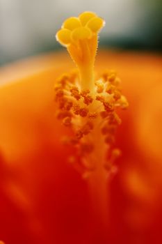 Macro photo of an orange hibiscus pistil