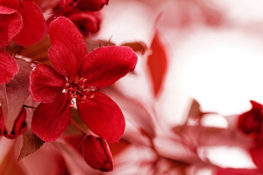 Beutiful photo of a beautiful red flower