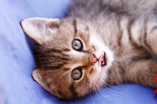 Close up photo of a cute small cat