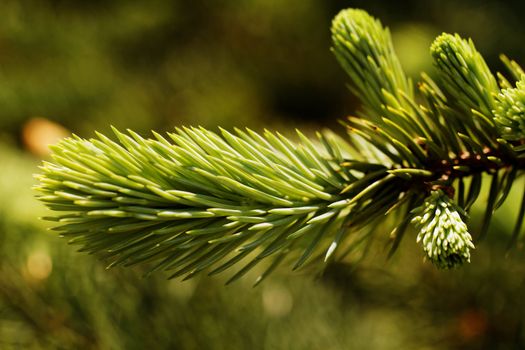 Close up photo of a green pine