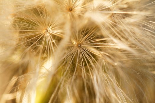Dandelion seeds blowing away in the wind 